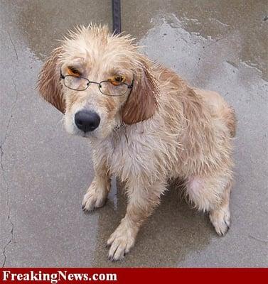 Clever Canines In Home Training