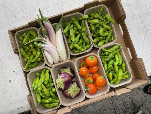Heirloom eggplant and shishito peppers from our sister farm, Farrago Farm.