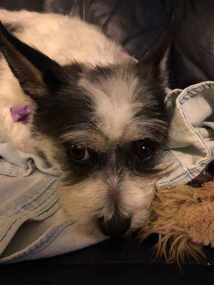 My Bella and Frankie