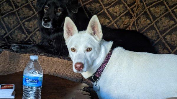 Show Me Dust Bunnies