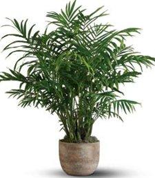 THIS IS WHAT I ORDERED