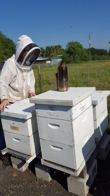 Delpa Bee Removal