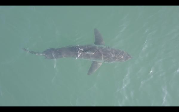 Pelican POV Productions