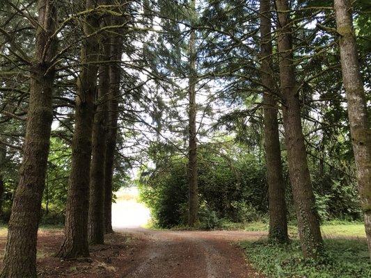 Vancouver Tree Removal Service