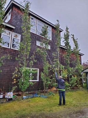 Ambassador Window Cleaning