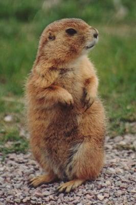 Dog-Gone Prairie Dog Control