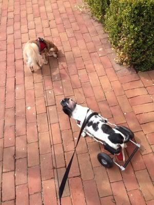 Chloe loves to be outside! And beso always trying to find food outdoors