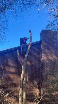 C & M Tree Services