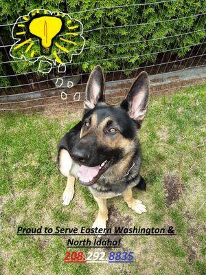 Lightbulb Canine Academy