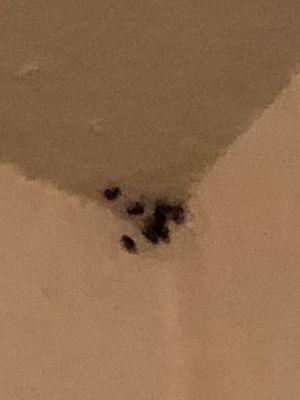 Bugs nesting in ceiling that management has neglected to fix.