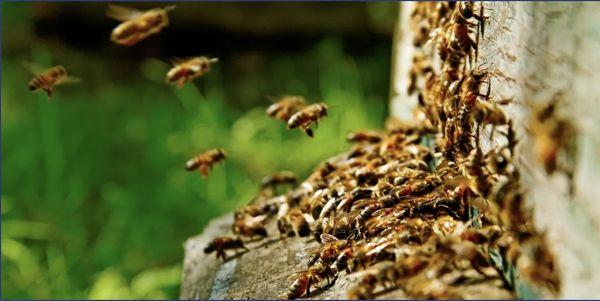 Strategic Pest Management