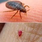 Perez Pest Management