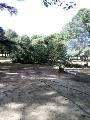 CAW's Tree Service & More