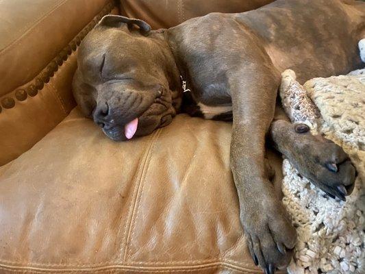 Dutchie Dog Training