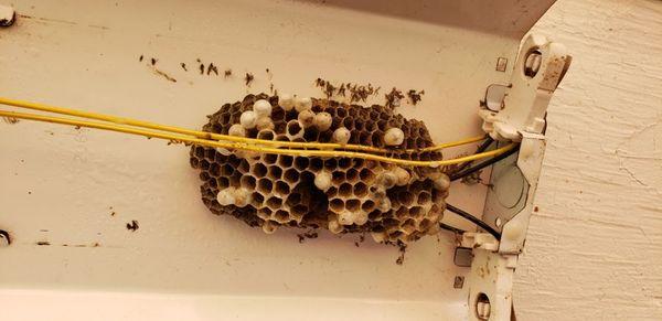 Wasp nest
