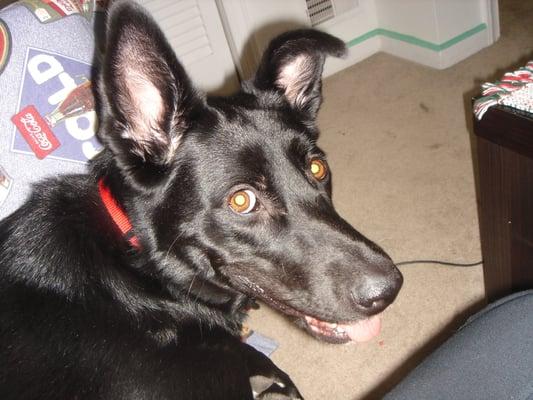 Fun GSD Looking for Playdates