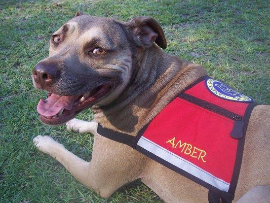 Amber, my rescued dog who holds four behavior titles including the AKC Canine Good Citizen and Temperament Test Title.