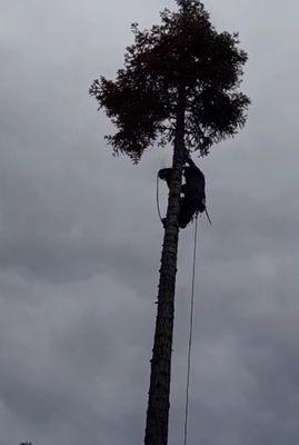 Tahoe Mountain Tree Services