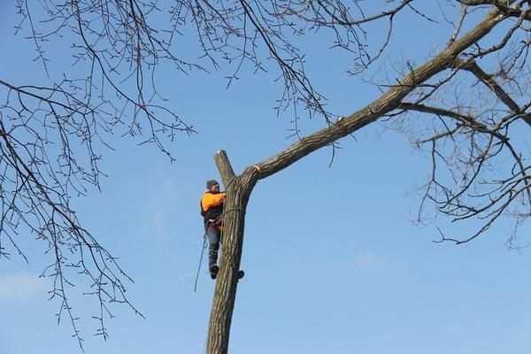 quality tree removal services
