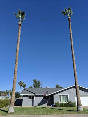 Expert Tree Removal & Trimming