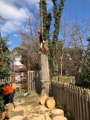 Turcios tree service
