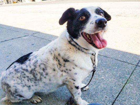 Happy Tails - Puppy Love & Pet Care