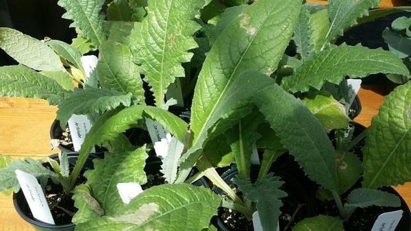 Fall is time for planting vegetables. Watch them thrive! Artichokes...