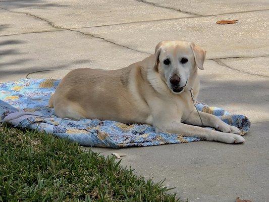 Lotsa Love Pet Rescue