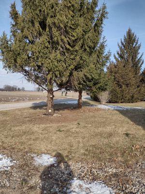 Newton Brother Lawn Care