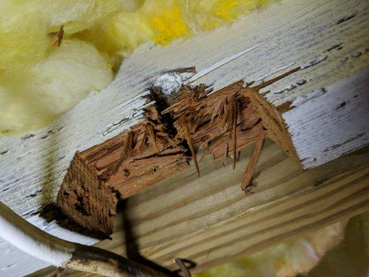 Lee House Inspections