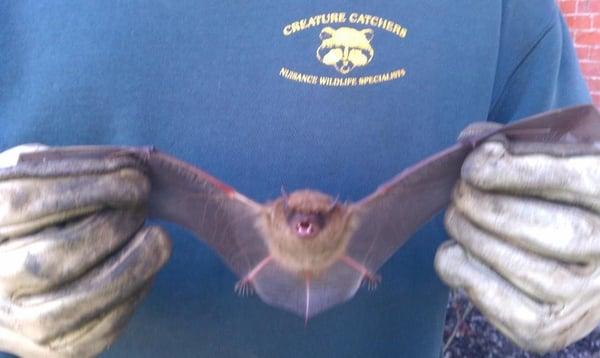 Creature Catchers of Columbus, LTD.