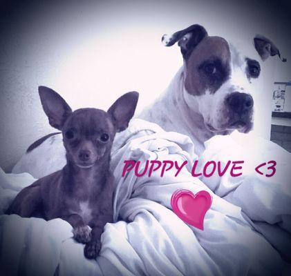 Alicia's All N One Animal Care