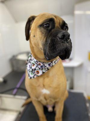 Ooh la la mobile pet spa