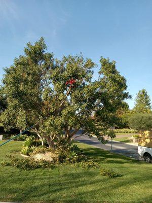Alvarado's Tree Service