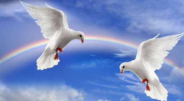 The White Dove Experience