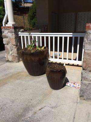 Not well maintained. These are the "decorative" pots at the mail kiosk.
