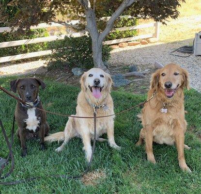 Blue Collar K-9 Training Center