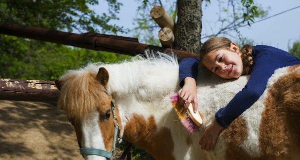 North Star Miniature Horse Ranch