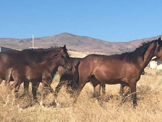 Wild mustangs that visit daily