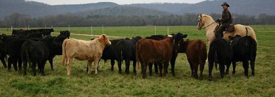 Home Grown Cow Farm #465