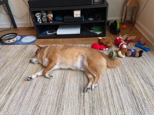 Sherlock Holmes the Shiba Inu.