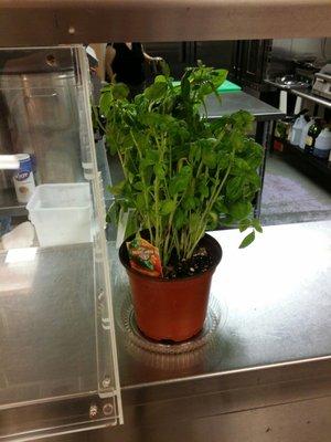 Fresh ingredients used in everything.