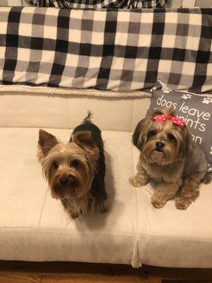 DJ’s Professional Pet Grooming