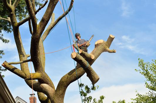 St. Petersburg Stump Removal and Tree Service