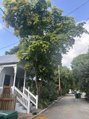 Tarzan's Tree Service