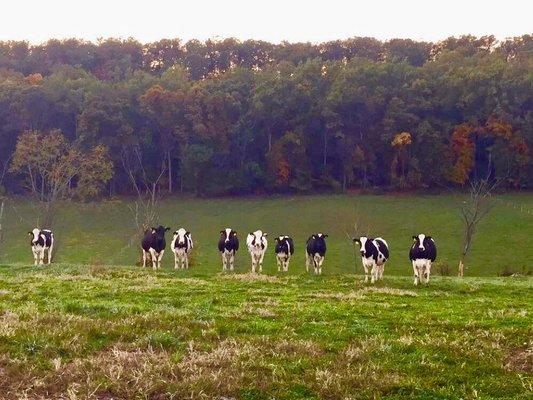 Grand View Acres Farm