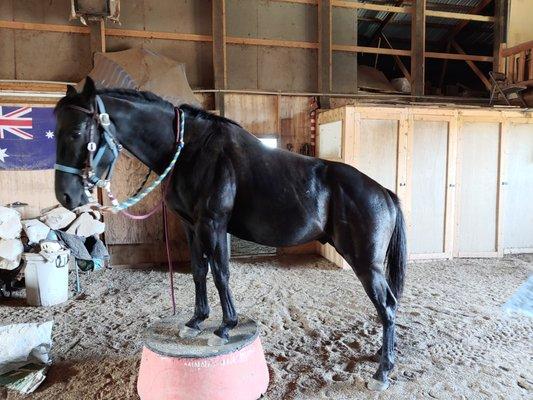 Minnesota Horse Training Academy