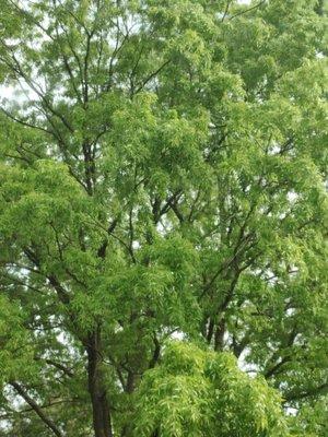 Satisfactory Yarding