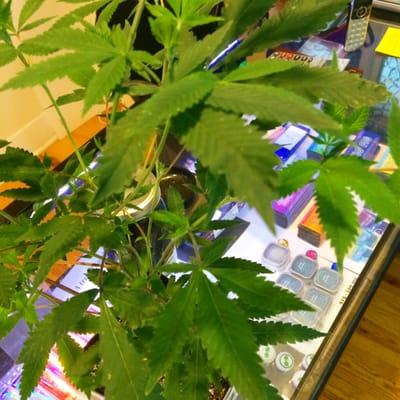 A clone I purchased from them.