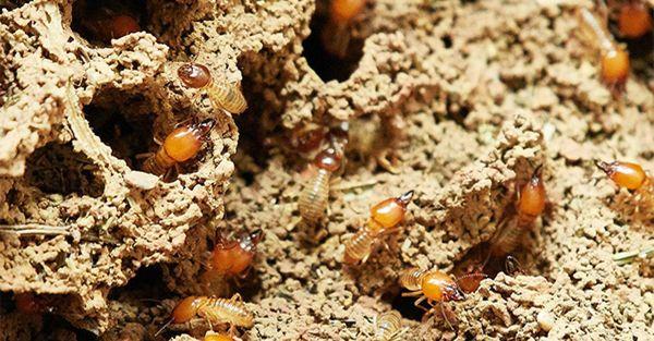 State Termite & Pest Control